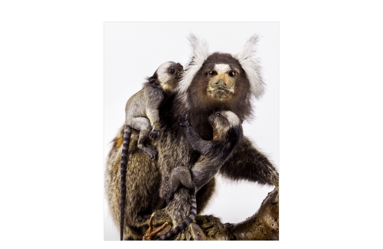 Taxidermy Cotton-eared Monkeys
