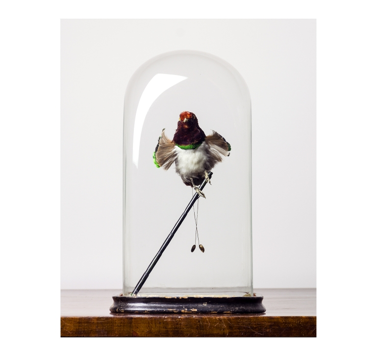 Taxidermy A perfectly presented King Bird of Paradise