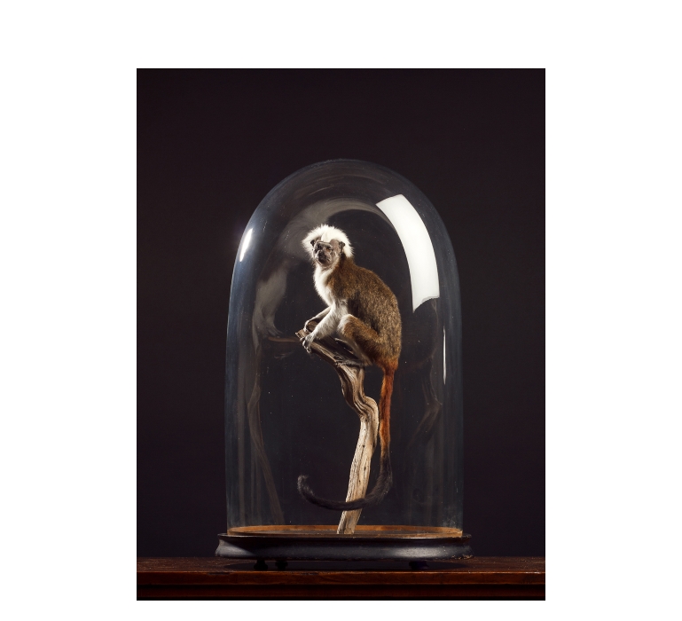 Taxidermy Cotton-topped monkey